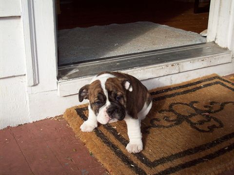 1996 Ford Bronco - A young English Bulldog puppy sits on a doormat outside a house, looking towards the camera.