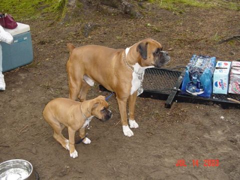 1989 Ford Bronco - The doggies in camp in the morning...the mosquitos were fierce