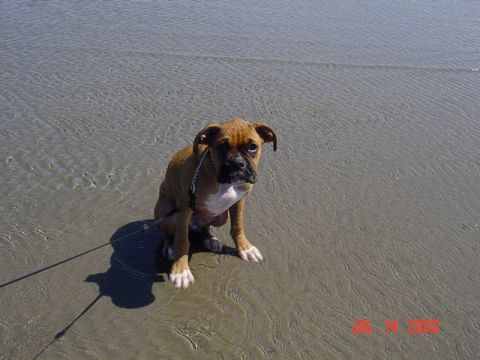 1989 Ford Bronco - I dont think the puppy likes the waves