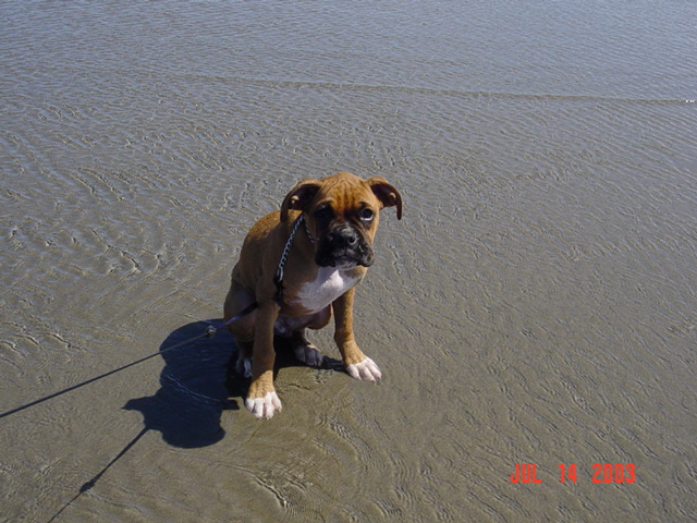 I dont think the puppy likes the waves