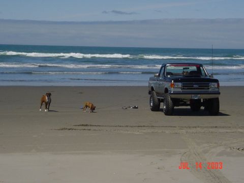 1989 Ford Bronco - Truck & doggies