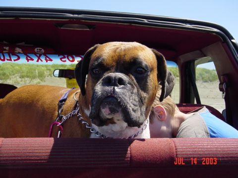 1989 Ford Bronco - Big dog, ready to go!!