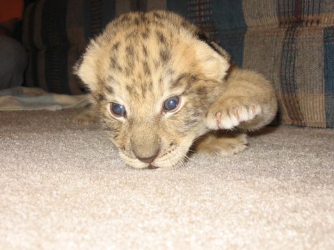 2001 Ford F-150 - A young lion cub rests on a carpeted floor, its paw reaching forward.