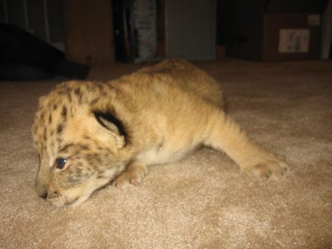 2001 Ford F-150 - A young lion cub with spotted fur rests on a tan carpet indoors.