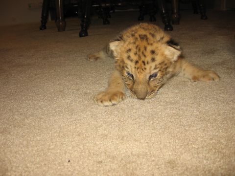 2001 Ford F-150 - A young leopard cub with blue eyes rests on a tan carpet, its spotted coat visible.