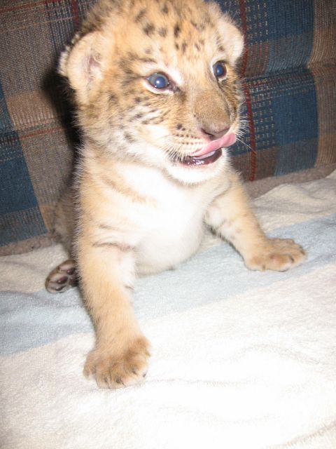 2001 Ford F-150 - A young tiger cub with distinctive markings and blue eyes is captured in a close-up shot, its tongue playfully extended.