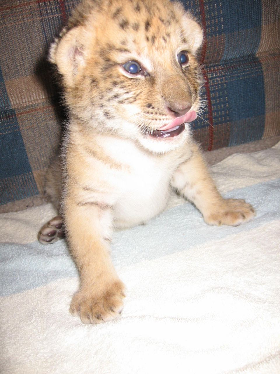Tiger cub with blue eyes and tongue out, sitting on a blanket