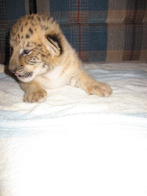 2001 Ford F-150 - A young lion cub is pictured lying down on a soft blanket.