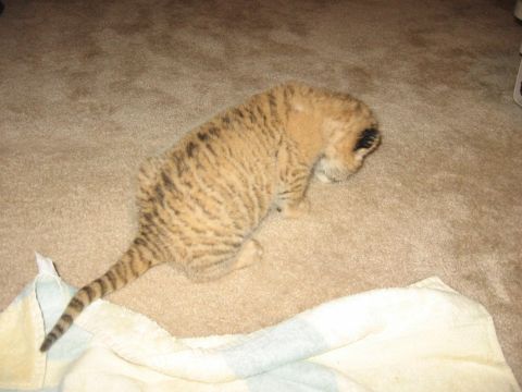 2001 Ford F-150 - A young tiger cub with distinctive stripes rests on a carpeted surface near a blanket.