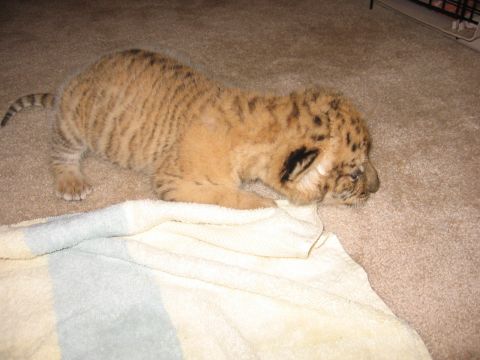 2001 Ford F-150 - A young tiger cub with distinctive stripes rests on a carpeted floor near a towel.