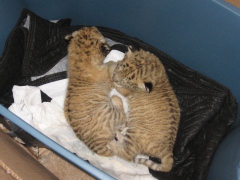 2001 Ford F-150 - Two tiger cubs rest together in a blue bin, on padding and paper.