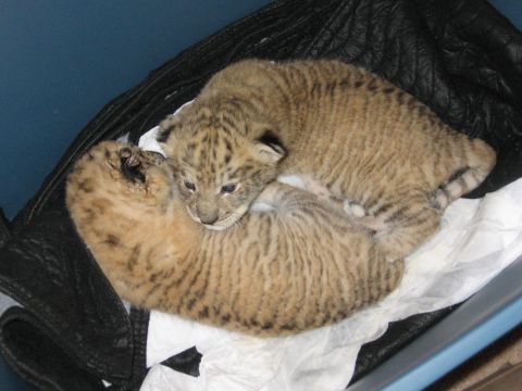 2001 Ford F-150 - Two tiger cubs are resting together on a dark surface with some white paper underneath them.
