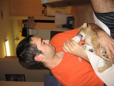 2001 Ford F-150 - A man is feeding a lion cub with a bottle in an indoor setting.