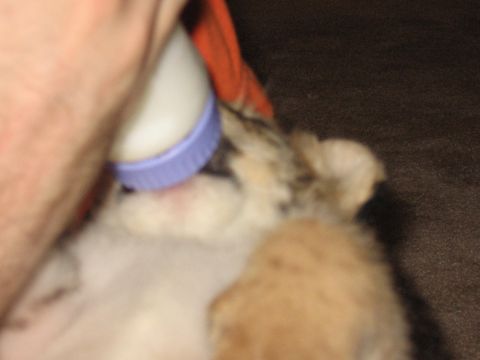 2001 Ford F-150 - A person's hand holds a bottle to feed a small kitten.