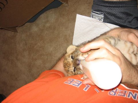 2001 Ford F-150 - A person is bottle-feeding a baby lion cub.