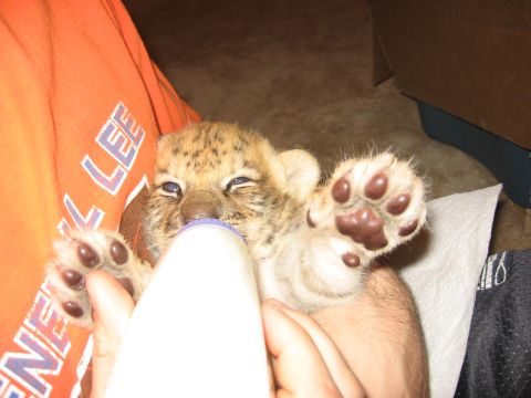 2001 Ford F-150 - A person bottle-feeds a baby big cat, which raises a paw.
