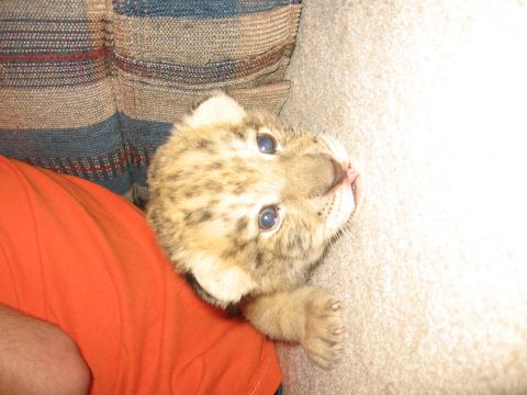 2001 Ford F-150 - A young lion cub with distinctive spots and blue eyes is resting on a textured surface.