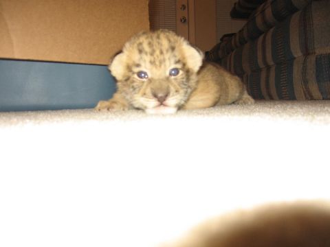 2001 Ford F-150 - A very young lion cub with spotted fur lies on a carpeted floor in front of a cardboard box and a striped couch. The cub is looking directl…