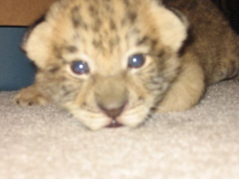 2001 Ford F-150 - A very close-up, blurry photo of a lion cub lying on a textured surface. The cub's face is the main focus, with its eyes and spotted fur vi…