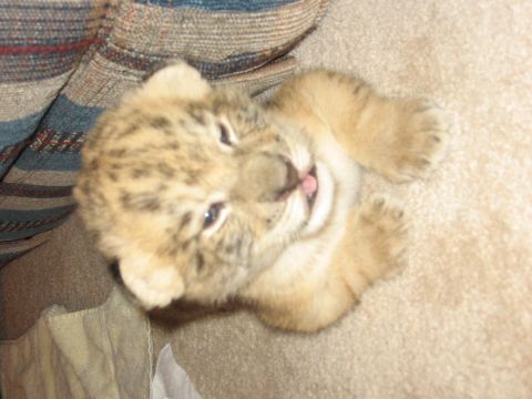 2001 Ford F-150 - A very young tiger cub with light brown fur and dark spots is lying on its back on a carpeted floor, with its paws in the air.