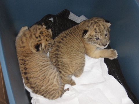 2001 Ford F-150 - Two lion cubs are nestled together on a white surface inside a dark blue container. The cubs have tan fur with dark brown spots and stripes.