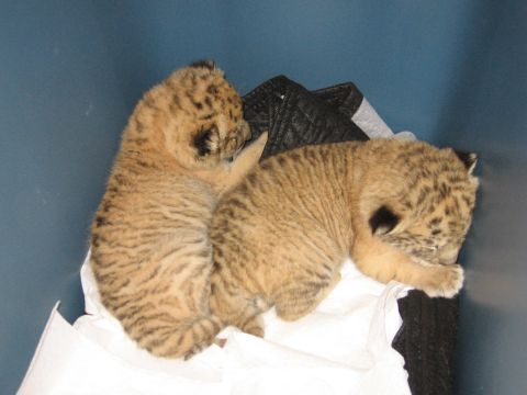 2001 Ford F-150 - Two tiger cubs are sleeping on a white cloth and a black quilted material against a blue wall.