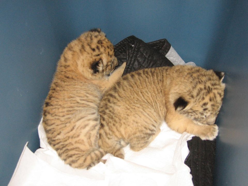Two tiger cubs sleeping.