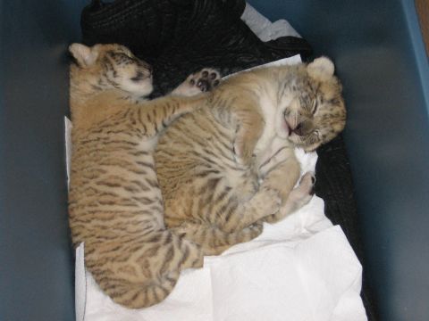 2001 Ford F-150 - Two ligers cubs are sleeping curled up together on a white paper towel inside a dark blue plastic bin.