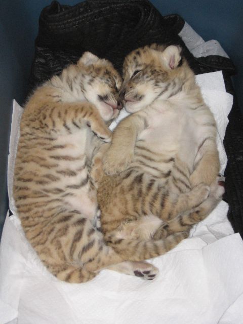 2001 Ford F-150 - Two ligers cubs are sleeping curled up together on a white paper towel.