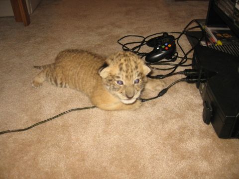 2001 Ford F-150 - A lion cub lies on a carpet next to a video game console and controller.