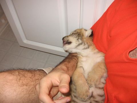 2001 Ford F-150 - A person is holding a tiger cub in their arms. The tiger cub is lying on its back with its mouth open and eyes closed.