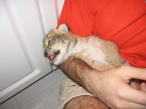 2001 Ford F-150 - A person holds a baby lion cub that is lying on its back with its mouth open.