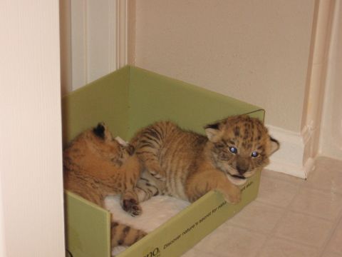 2001 Ford F-150 - Two tiger cubs are resting inside a green cardboard box.