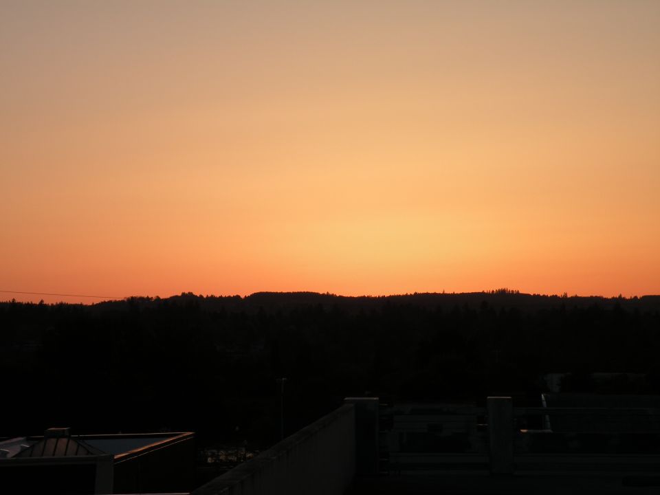 Silhouetted trees against a sunset sky.