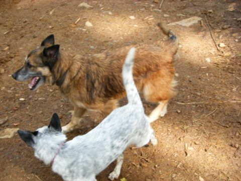2005 Jeep Wrangler - Two dogs are interacting on a dirt path. One dog is larger and brown with its mouth open, while the other is smaller and white with black s…