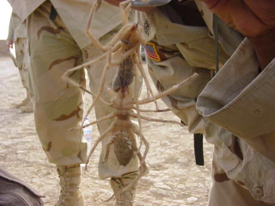 Person in camouflage holding a large camel spider.