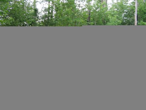 1985 Ford Bronco - The image shows a line of trees against a bright sky, with a large gray area obscuring the lower portion.