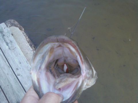1990 Ford Bronco - A close-up view of a fish's open mouth reveals a fishing lure caught within.