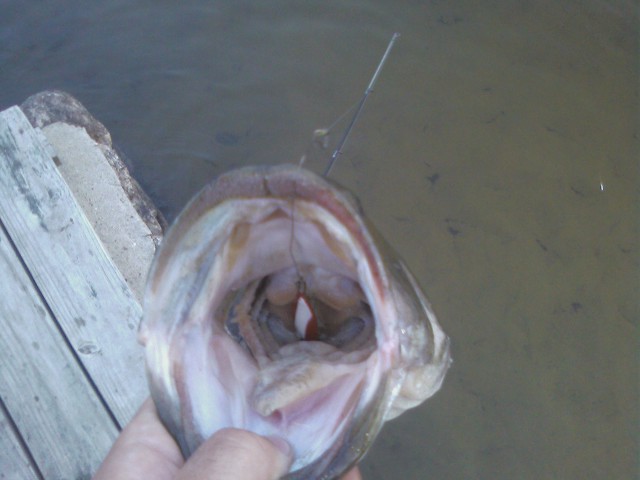 Open fish mouth with a fishing lure visible inside