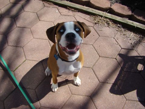 1948 Jeep Wrangler - A happy dog with striking blue eyes sits on a patio, casting a shadow.