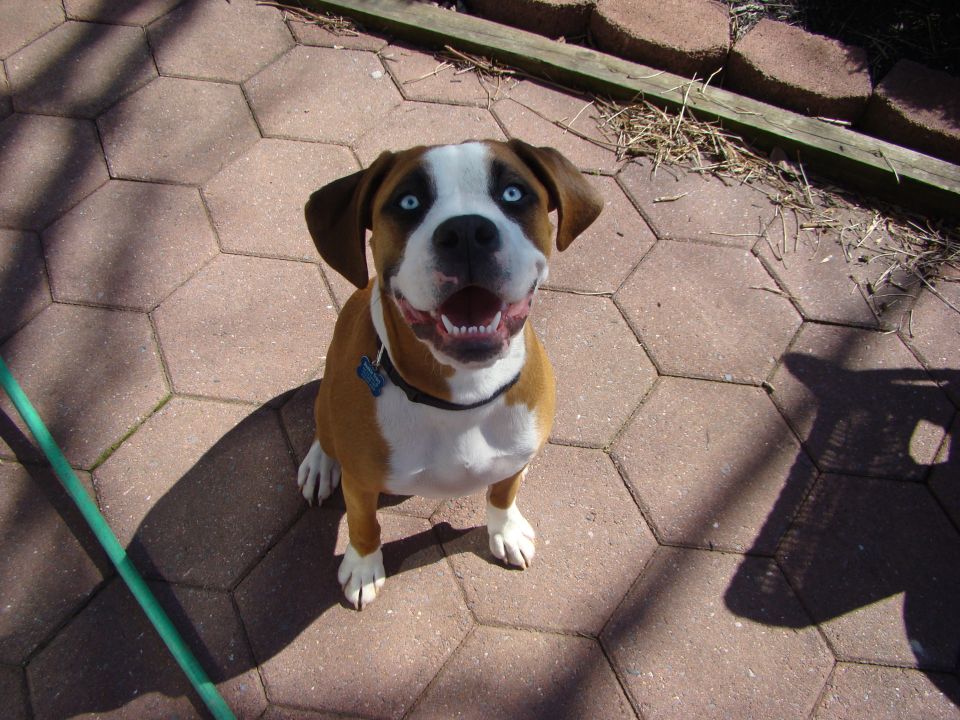 Dog with blue eyes sitting on hexagonal pavers