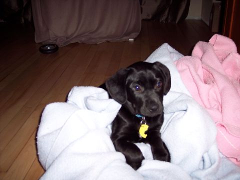 1979 Ford Bronco - A young black dog is cozy on a pile of soft blankets indoors.