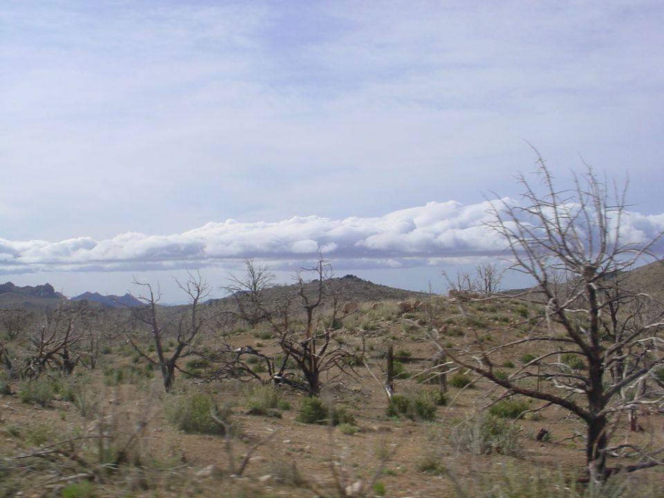 Desert landscape with dry brush, dead trees, and mountains under a cloudy sky