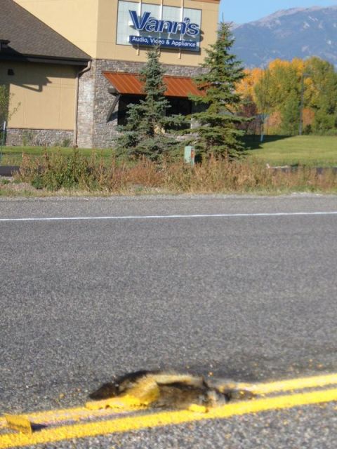 2006 Ford E350 - A dead animal is lying on the asphalt road next to yellow double lines. In the background, a building with the sign "Vann's Audio, Video &…