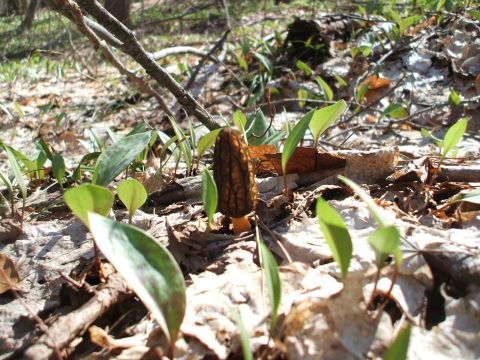 1990 Ford Bronco - A single morel mushroom emerges from the leaf litter on a forest floor.