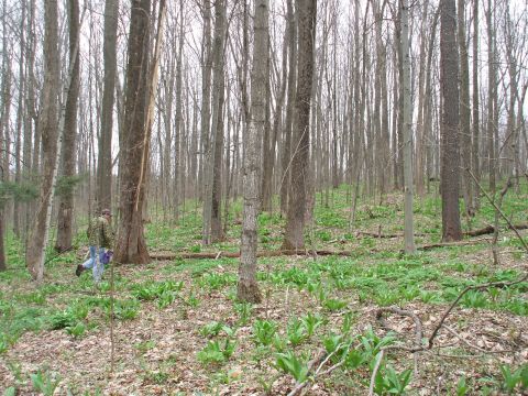 1990 Ford Bronco - A wooded area with lush green undergrowth and several trees, two individuals are visible in the distance.