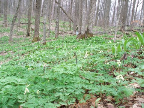 1990 Ford Bronco - A person walks through a forest floor carpeted with lush green plants and delicate white wildflowers.
