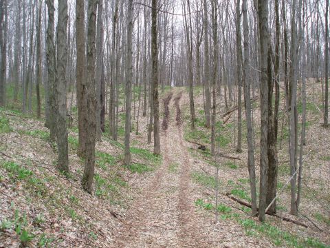 1990 Ford Bronco - A dirt road with visible tire tracks leads uphill through a dense forest.