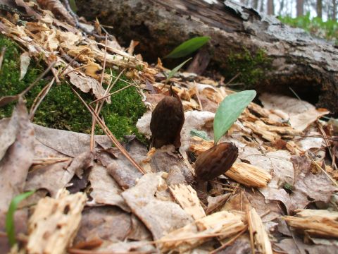 1990 Ford Bronco - Morel mushrooms emerge from the forest floor amidst fallen leaves and wood debris.