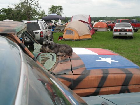 1993 Ford Bronco - Max relaxing on Skittles's dash/hood